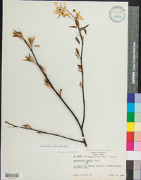 Amelanchier laevis image