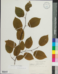 Amelanchier laevis image