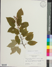 Amelanchier laevis image