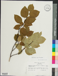 Amelanchier laevis image