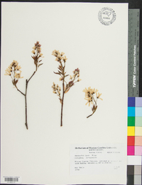 Amelanchier laevis image