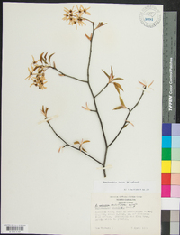 Amelanchier laevis image