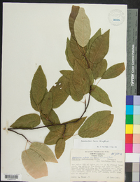 Amelanchier laevis image