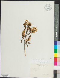 Amelanchier laevis image