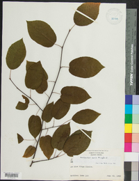 Amelanchier laevis image