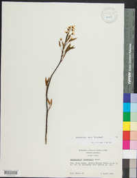 Amelanchier laevis image