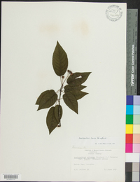 Amelanchier laevis image