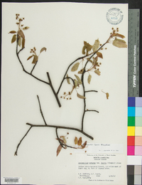 Amelanchier laevis image