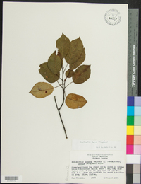 Amelanchier laevis image