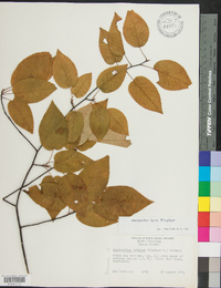 Amelanchier laevis image