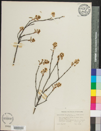 Amelanchier obovalis image