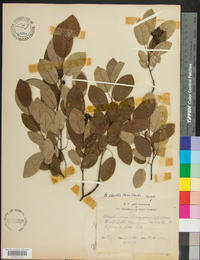 Amelanchier obovalis image