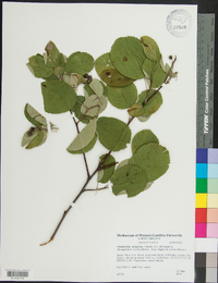 Amelanchier sanguinea image