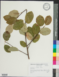 Amelanchier stolonifera image