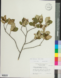 Aronia melanocarpa image