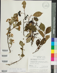 Aronia melanocarpa image