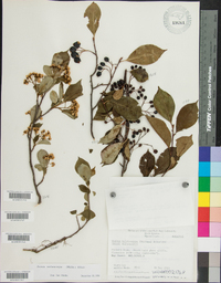 Aronia melanocarpa image