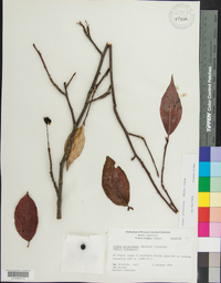 Aronia melanocarpa image