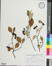 Aronia melanocarpa image