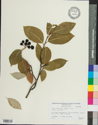 Aronia melanocarpa image