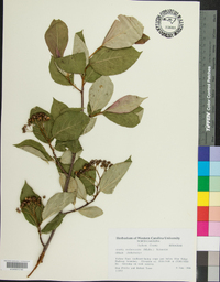 Aronia melanocarpa image