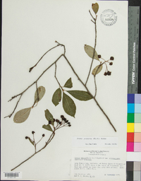 Aronia × prunifolia image