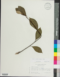 Aronia × prunifolia image