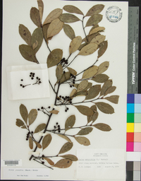 Aronia × prunifolia image