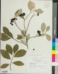 Aronia × prunifolia image