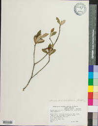 Aronia × prunifolia image