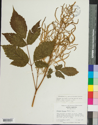 Aruncus dioicus image