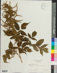 Aruncus dioicus image