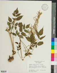 Aruncus dioicus image