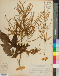 Aruncus dioicus image