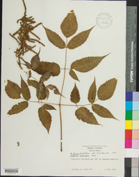 Aruncus dioicus image