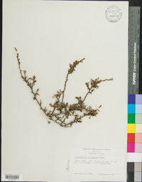 Cercocarpus argenteus image