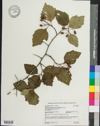 Crataegus calpodendron image