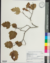 Crataegus intricata image