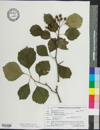 Crataegus oreophila image