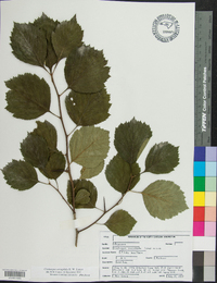 Crataegus oreophila image