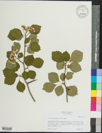 Crataegus oreophila image