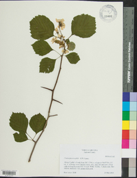 Crataegus oreophila image