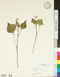 Viola pensylvanica image