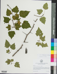 Crataegus phaenopyrum image