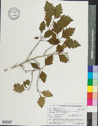 Crataegus pulcherrima image