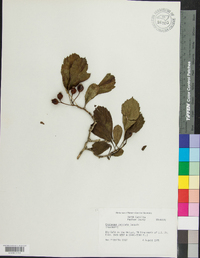 Crataegus punctata image