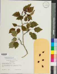 Crataegus schuettei image