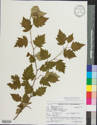 Crataegus schuettei image