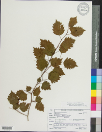 Crataegus schuettei image