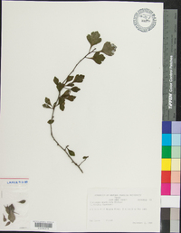 Crataegus spathulata image